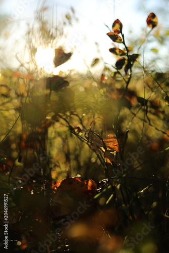 Sunlight on the leaves. Beautiful colors of nature. Sunny day.