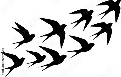 black swallows flying in group