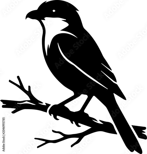 black shrike sit on the branch