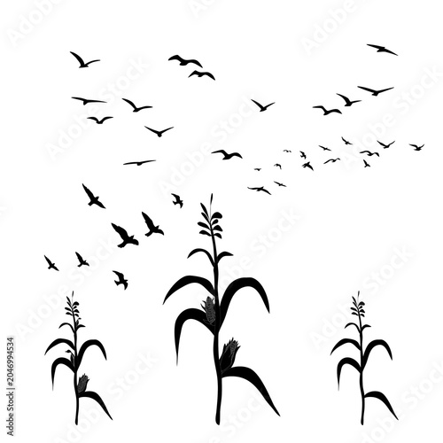 Bild auf Leinwand Birds flying over corn field silhouette vector