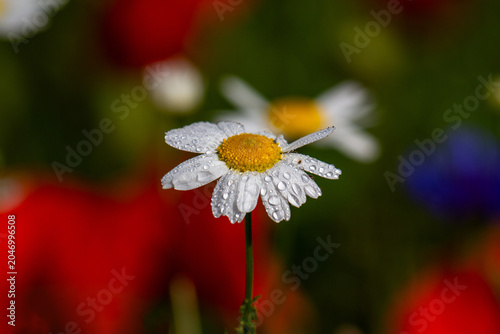Dew-covered daisy with yellow center in colorful blurred wildflower meadow ph...