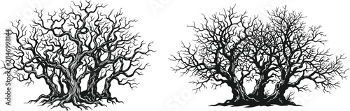 Two bare winter trees isolated on white background art.