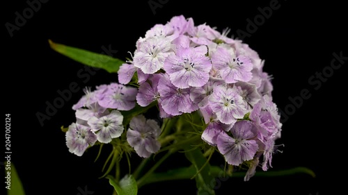 Purple and White Sweet William Dianthus Flowers on Black Background