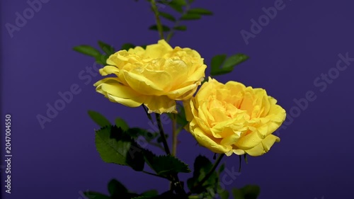 Elegant Yellow Rose Flower Blooming on purple Background