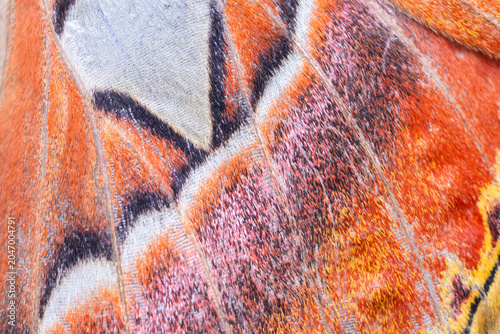 Macro texture of a giant atlas moth wing with orange and black patterns