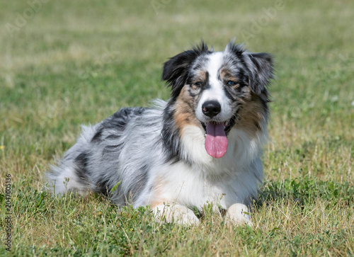 Foto training of australian shepherd