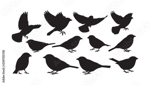 Foto black and white silhouette set of Atlantic canary very high quality vector illustration