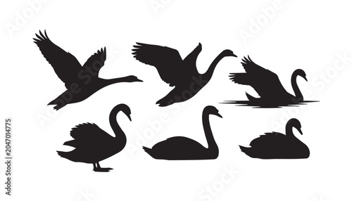 Fotografía black and white silhouette set of swan very high quality vector illustration
