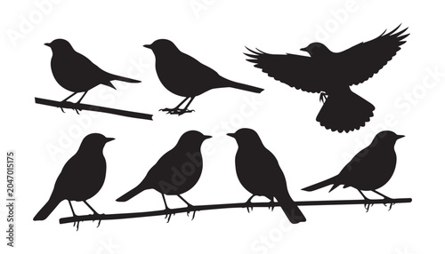 Fotografía black and white silhouette set of Atlantic canary very high quality vector illustration