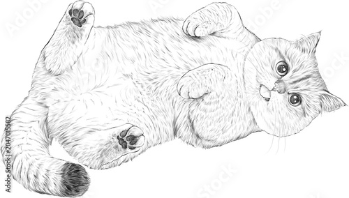 Foto British shorthair cat