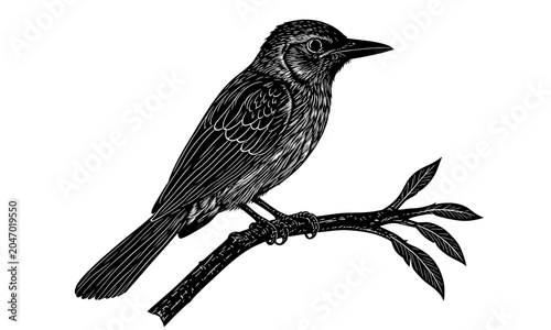 Obraz na płótnie detailed songbird perched on tree branch engraving style illustration black vint