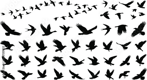Fotografía Flying birds silhouettes collection with flock migrating in sky eagle crow swall