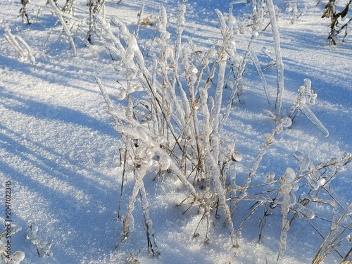 frost on branches