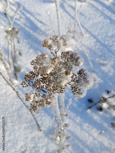 snow covered tree