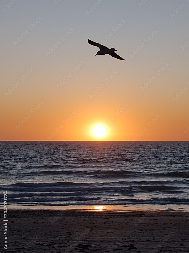 Fototapeta premium seagull and sunset