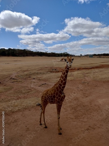 Canvas Print giraffe
