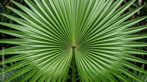 Bright Green Fan Palm Leaf with Radiating Fronds in Natural Garden Setting