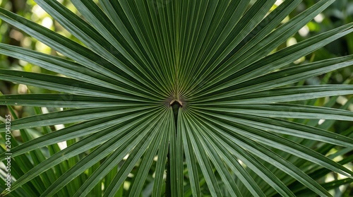 Close Up Green Palm Leaf Fan Texture Natural Tropical Foliage