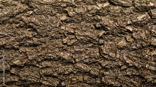 Close Up of Rough Brown Tree Bark Texture Natural Background