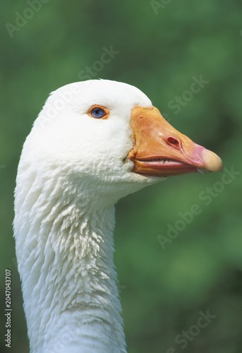 Portrait of a White Goose