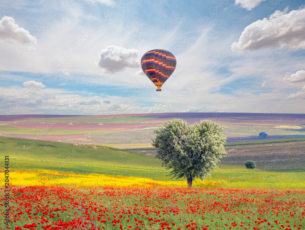 Naklejka premium A young olive tree in the shape of a heart with rainbow - Agriculture field with young olive grove between meadow of poppies and yellow wild flowers