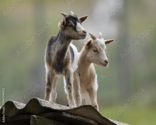 Dwarf goats (Capra) standing on a corrugated roof of a hut, Lower Saxony, Germany