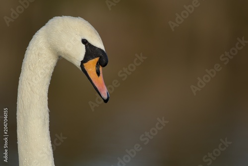 Mute swan (Cygnus olor), adult, animal portrait, Suffolk, England, United Kingdom
