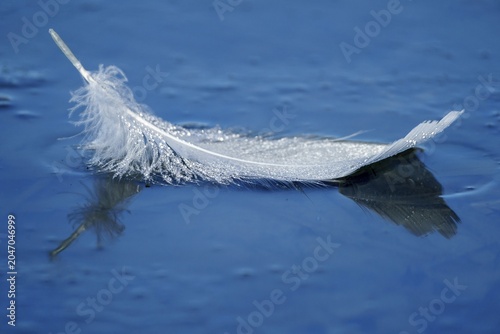 A feather of a whooper swan (Cygnus cygnus) on the bank at the Altrhein, wildlife, Germany