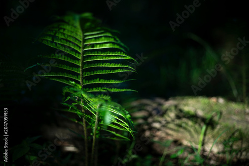 Green fern in the forest. Plant in the light of the sun. Fern in the light.