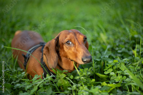 A dachshund strolls in the grass. A canine in the wild. A companion in the rays of the sun.