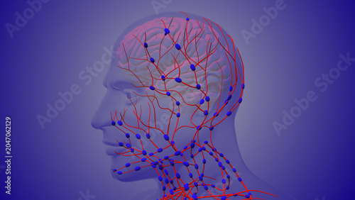 Konstfotografi Human Head Lymphatic System Anatomy