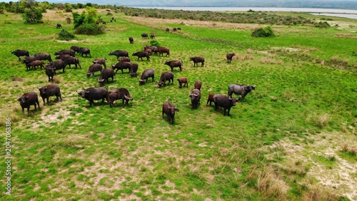 Photos Quiet Aerial Footage Showing Buffalo Herds Grazing Lush Floodplain Under Soft Sunlight Near Distant River