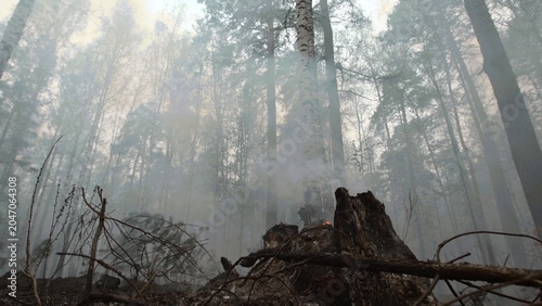 Foto Burnt Stump Smokes