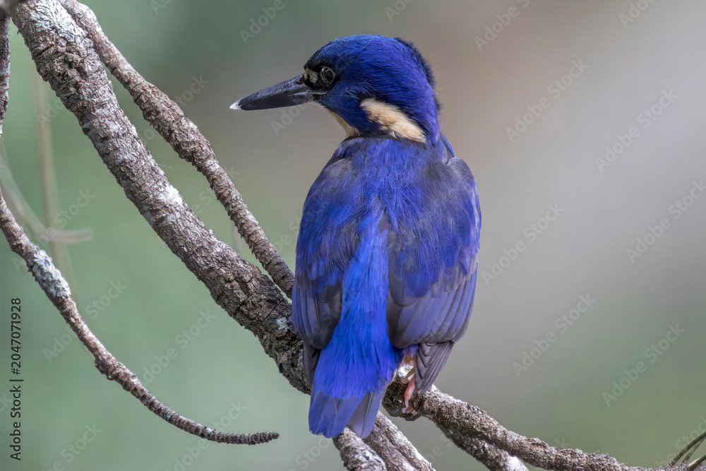 Obraz premium Australian Azure Kingfisher perched on tree branch