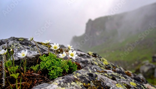 Small white wildflowers growing on mossy rock in high mountain terrain with foggy background landscape and lush green alpine hills scenery.
