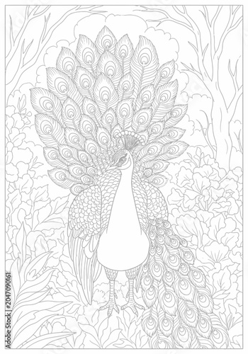 Peacock feather intricate line art illustration