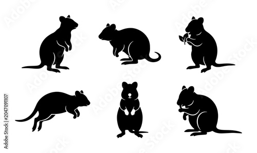 Bild auf Leinwand Quokka Silhouettes, Six Cute Marsupial Poses, Black Vector Icons for Wildlife De