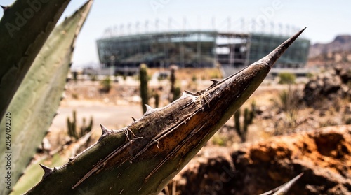 Macro view of thorny agave leaf with blurred stadium background