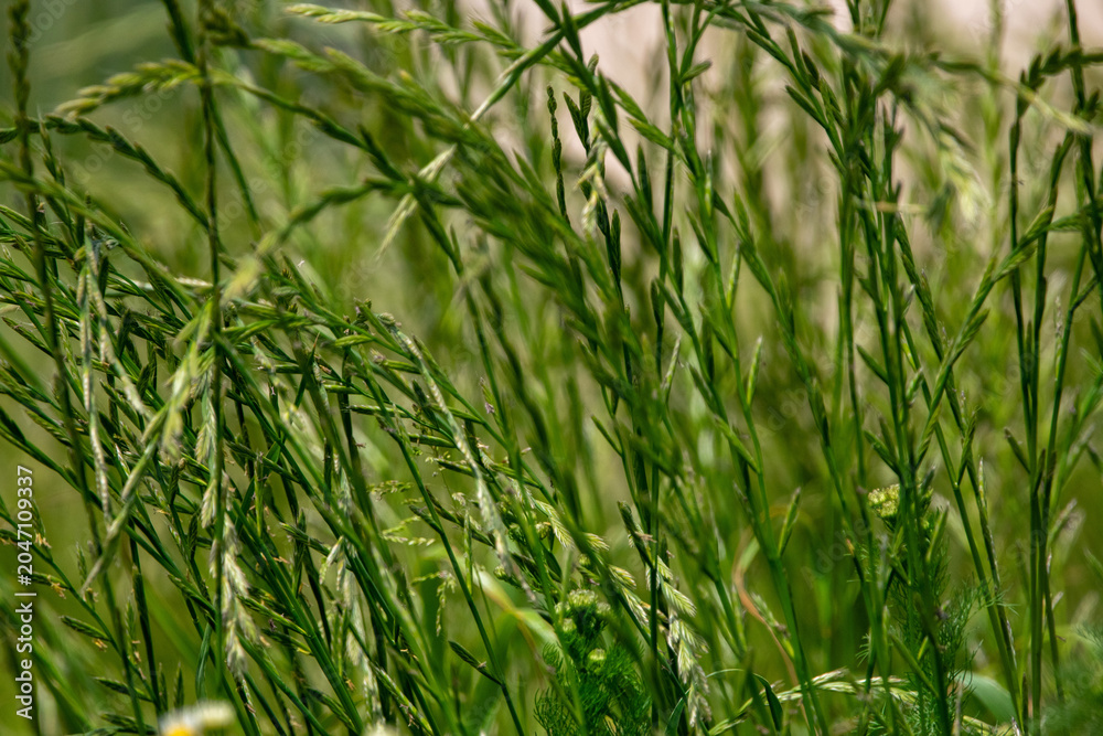 Fototapeta premium Naturnahe Wiese mit vielfältigen Gräsern und harmonischem grünem Hintergrund