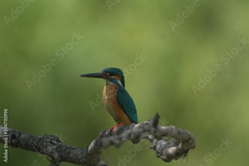 Vivid Kingfisher Portrait with Green Background
