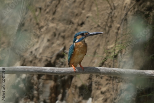 Kingfisher Perched on a Branch in Natural Habitat