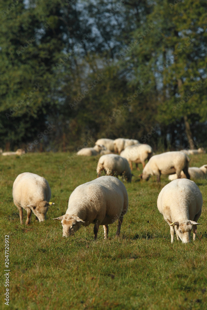 Fototapeta premium moutons