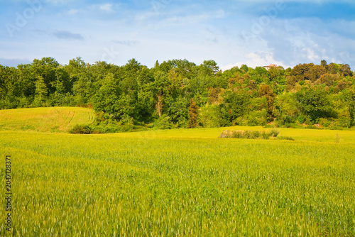 Photography Vacant land with green area, field and forest of trees in the background - Sprin