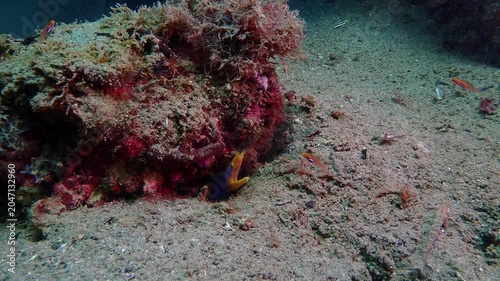 Ribbon eel emerges from a sandy burrow. A blue ribbon eel slowly rises from its hidden den beneath a coral outcrop, opening its mouth while cautiously surveying the surrounding seabed.