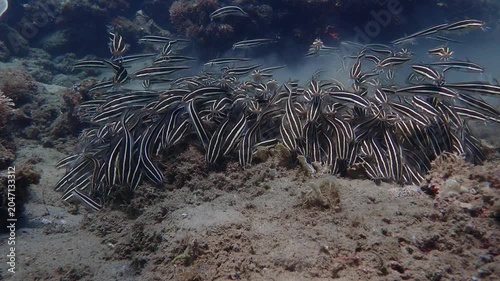 Striped eel catfish swarm above the seabed. Hundreds of striped eel catfish move in a dense synchronized mass over sand, forming a protective school that shifts shape as the fish search for food.
