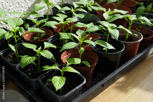 Rows of Young Green Pepper Seedlings Growing in Small Plastic Pots Inside Nursery Tray