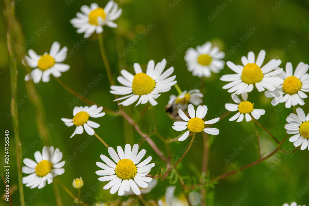 Fototapeta premium Artenreiche Blumenwiese mit Margeriten und Insekt in natürlicher sommerlicher Landschaft