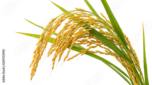 rice stalks yellow grain