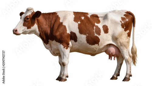 фотографія Brown and white spotted cow with udder