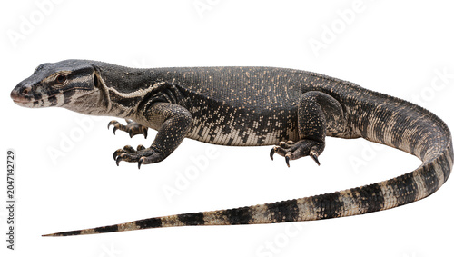 Konstfotografi Black and white monitor lizard with patterned scales and long tail